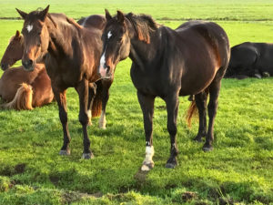 Paarden aan de waterkant