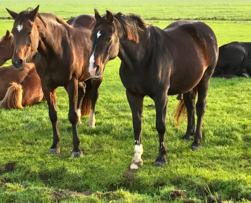 Paarden aan de waterkant