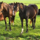 Paarden aan de waterkant