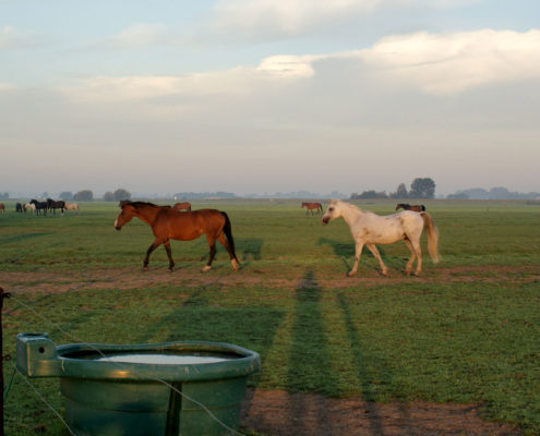 Groep paarden in weide