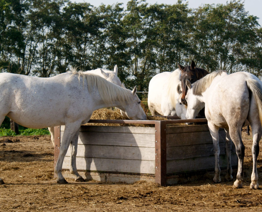 Witte paarden in paddock